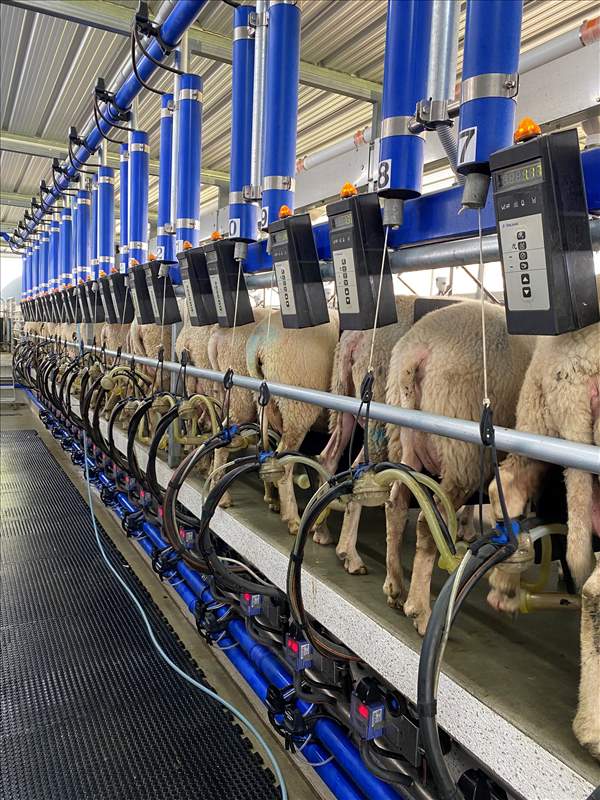 Sistem de muls paralel pentru capre si oi DeLaval P300SG